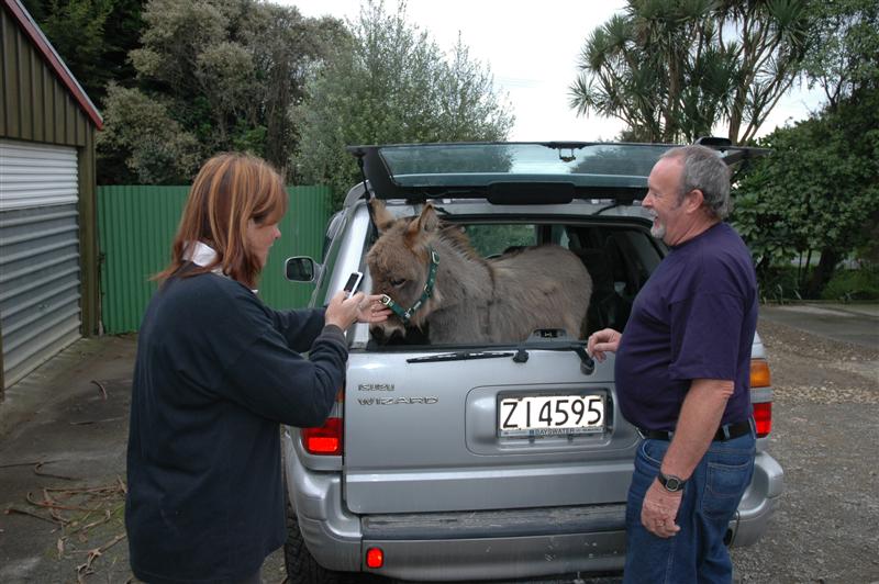 Clovercrest Sweet Carlotta off to her new home.